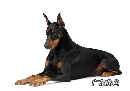 小杜宾犬多少钱一只?决议价格的要素有哪几个?