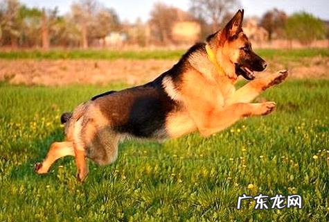 狗吃狗粮好仍是吃饭好?吃狗粮有什么优点?