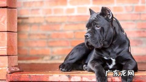 卡斯罗犬智商排名是多少?卡斯罗犬贵吗?