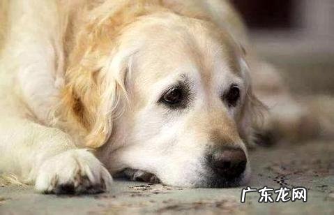 狗狗大便的时分带血丝是怎么回事?有什么样的解决办法?