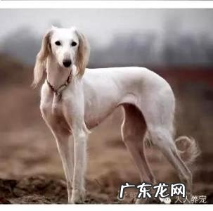 细犬和灵缇有什么区别?细心区分一下