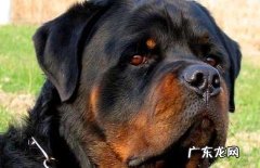 为什么很少人养罗威纳