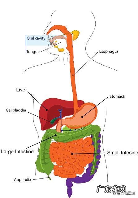 长时间肠鸣频繁,放屁多,脐周疼痛,有时腹泻便秘,这是什么原因