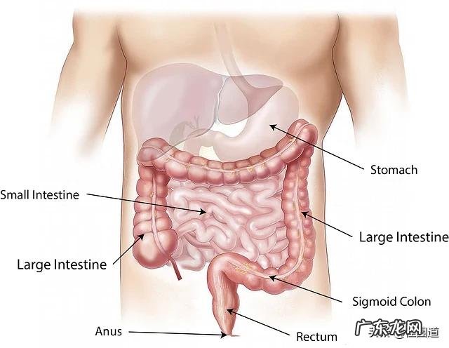长时间肠鸣频繁,放屁多,脐周疼痛,有时腹泻便秘,这是什么原因