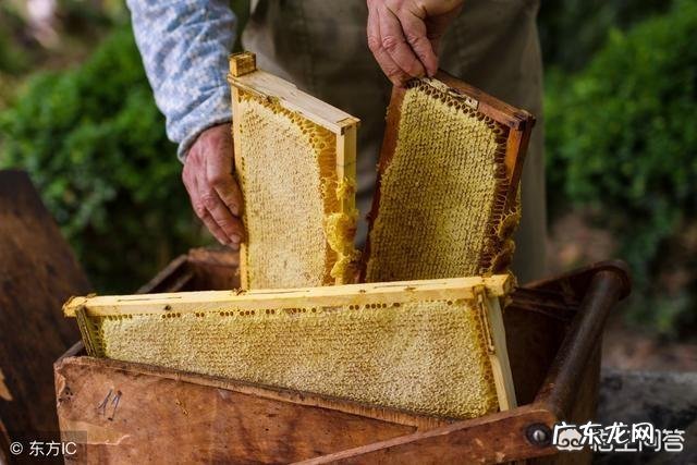减肥期间可以吃蜂蜜吗?需要注意什么?
