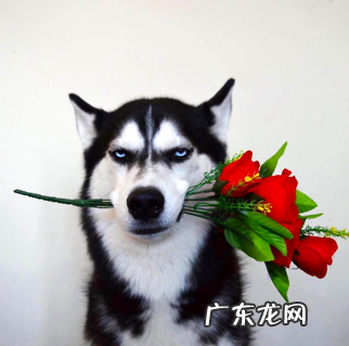 比熊和泰迪哪个贵?两者有什么不同?