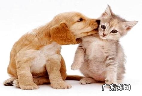 狗狗眼屎多是怎么回事？