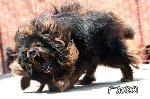 高加索犬vs藏獒