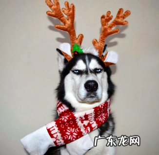 开宠物店需求什么