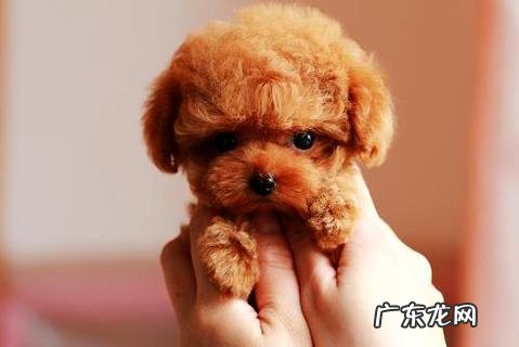 比熊和泰迪的差异