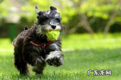 合适上班族养的狗