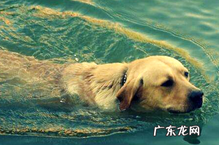 高铁能不能带宠物?宠物邮寄需求留意什么?