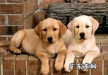拉布拉多好仍是金毛好?它们有什么区别?
