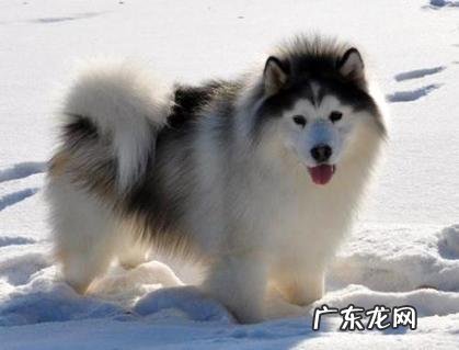 狗吃草是什么原因?