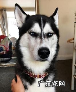 狗狗为什么会像哮喘相同抽气?