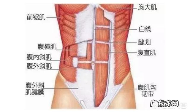 怎样判断自己是不是虚胖这种体质应该如何减肥