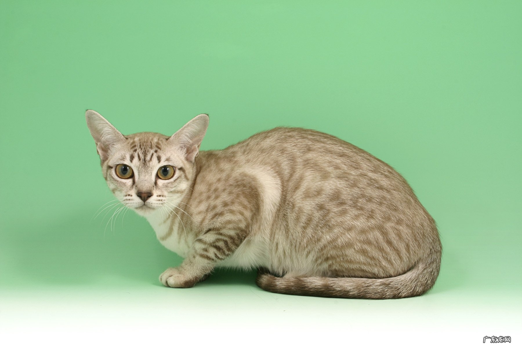 经常吃木瓜可以zhi子宫内膜增厚吗?