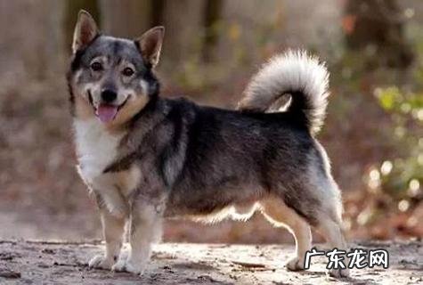 柯基犬的服从性训练方法？