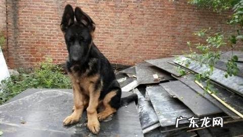 德牧犬多大练习练习