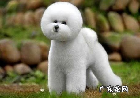 小狗多少天开端练习