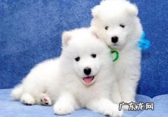 怎么样练习萨摩耶犬