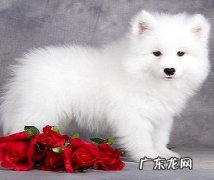 浅笑天使萨摩耶多大就可以训练了，这个常识不能错失