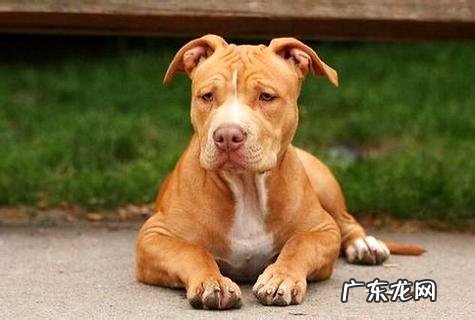 狗狗年纪大了还可以练习吗?