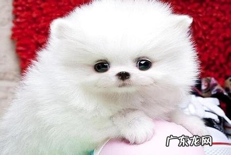 怎样练习小博美不叫?哪些方法最有用?