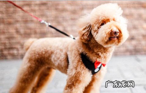 狗狗有攻击性怎么办