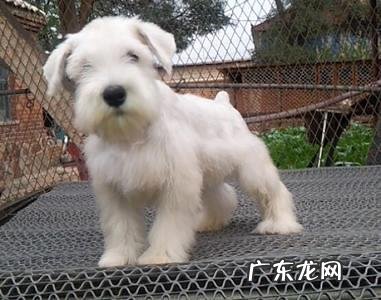 怎么样练习狗狗不乱叫？