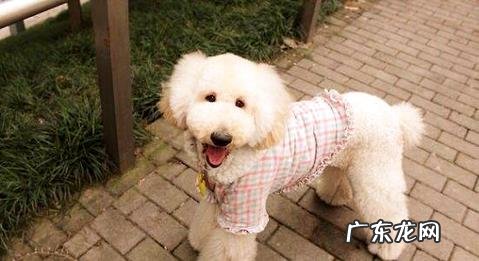 怎么练习泰迪不要咬人?