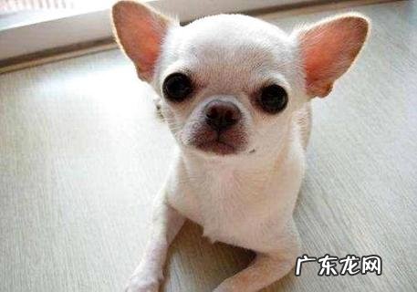 吉娃娃怎么练习便便?咱们该怎么做?