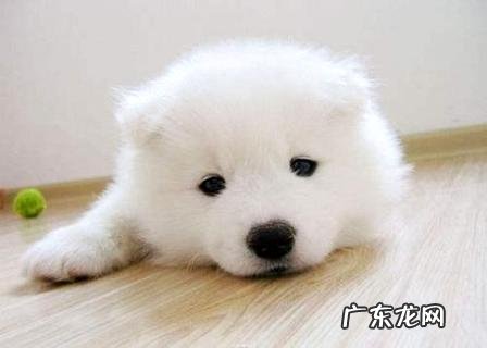 怎样练习狗狗要鞋子