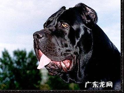 卡斯罗咋练习不咬人