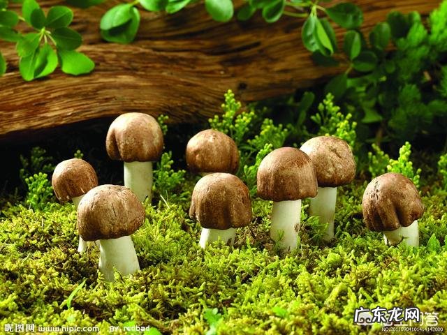 爱吃蘑菇有啥好处 多吃蘑菇有哪些健康的好处？