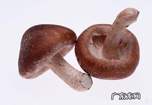 爱吃蘑菇有啥好处 多吃蘑菇有哪些健康的好处？