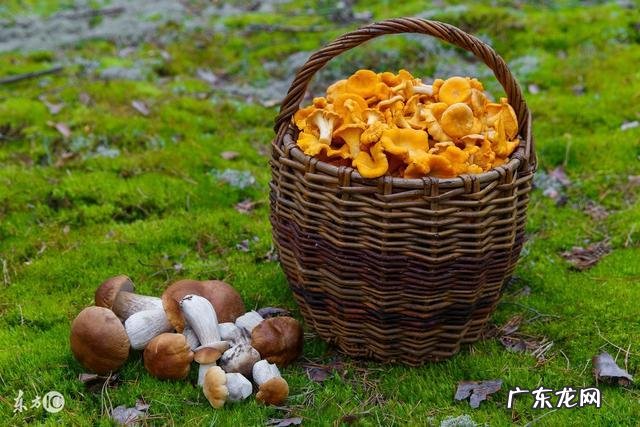 爱吃蘑菇有啥好处 多吃蘑菇有哪些健康的好处？