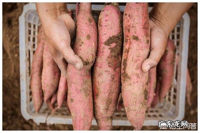 10个月宝宝偏瘦偏矮怎么办 宝宝十个月偏矮，用卷尺大概只有七十厘米怎么办？