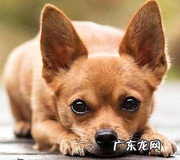 小鹿犬哪种色彩最贵？小鹿犬价格多少？