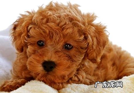 黑色毛发的泰迪很少见,但不代表稀有