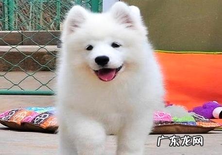 萨摩耶几个月开端猛长?喂食萨摩耶应该留意什么?