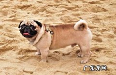 为什么很少人养巴哥犬？不养的原因有什么？