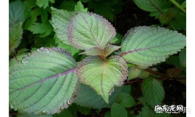 你所知道的美白小窍门有哪些？