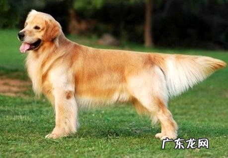 金毛幼犬究竟应该怎样喂养呢!一同来看看吧!