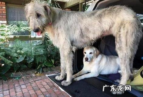 狼的进犯性极强,哈士奇是会遭到狼的进犯