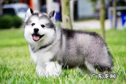 阿拉斯加爱斯基摩犬