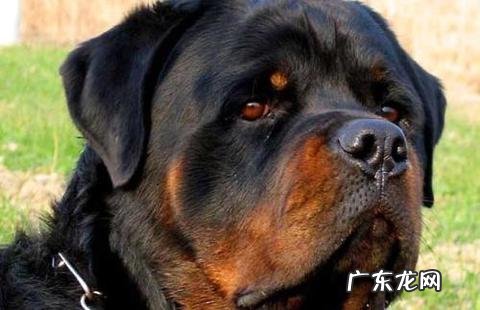 养罗威纳犬的害处有哪些？罗威纳犬价格多少？