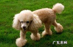 泰迪什么色彩最贵