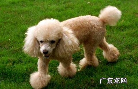 泰迪什么色彩最贵