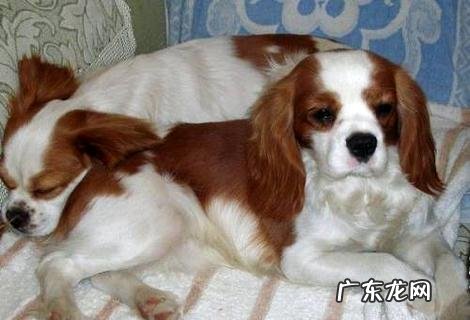 猎犬几个月开端练习?怎么练习猎犬?